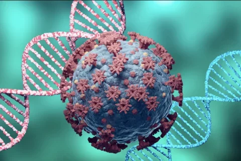 image from https://penntoday.upenn.edu/news/genomic-differences-selected-through-evolution-may-offer-clues-why-covid-19-outcomes-vary